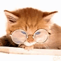 a kitten wearing glasses is laying on a table .