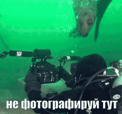 a scuba diver is taking a picture of a seal in the water with russian writing