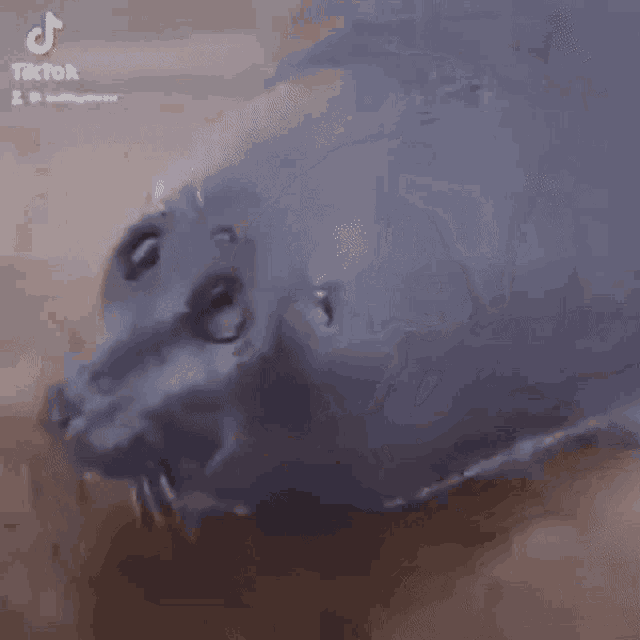 Seal Silly GIF - Seal Silly Massqrted GIFs