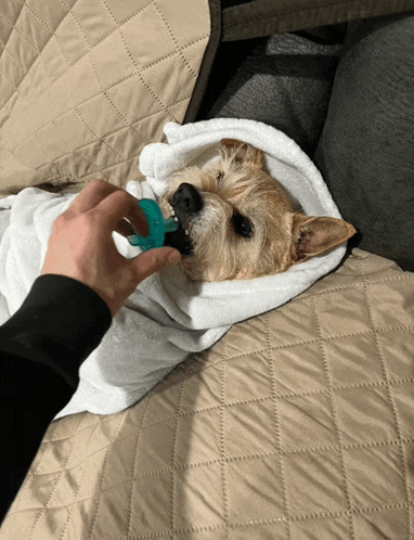 a small dog wrapped in a white towel is being fed a pacifier by a person