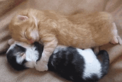 Kittens Cuddle GIF - Kittens Cuddle Sleeping GIFs