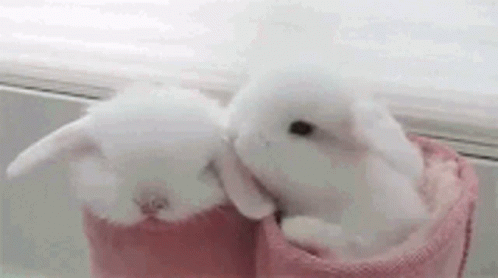 Floof Bunny GIF - Floof Bunny Rabbit GIFs