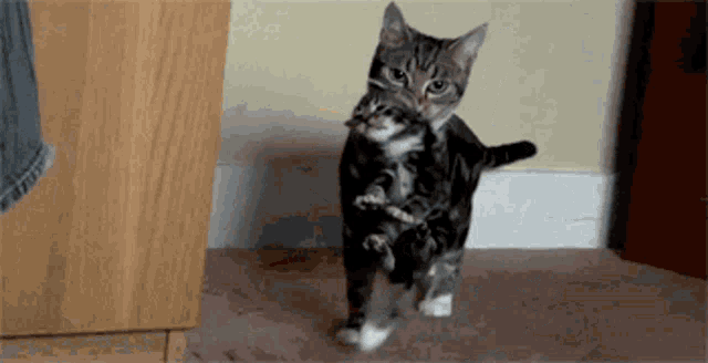 a cat is holding a kitten in its paws
