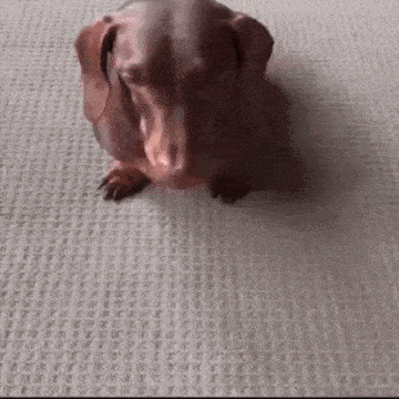 a dachshund is sitting on top of a white carpet .