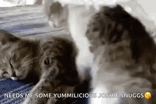 two cats are sleeping on a bed with the words `` needs me some yummilicious josie snuggs '' written on the bottom