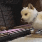 a small dog is sitting on a table in front of a cage .