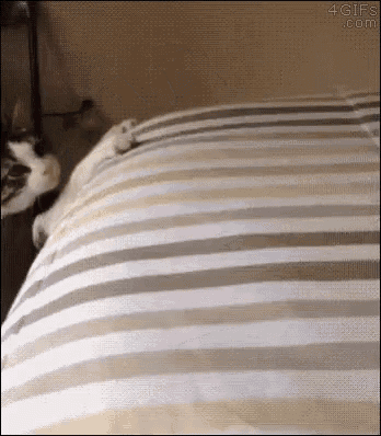Yeet Cat GIF - Yeet Cat Funny GIFs