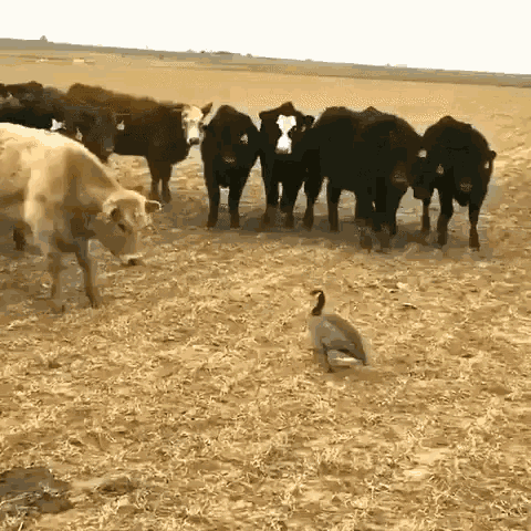 Geese Goose GIF - Geese Goose Cows GIFs