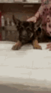 a german shepherd puppy is laying on a white table .