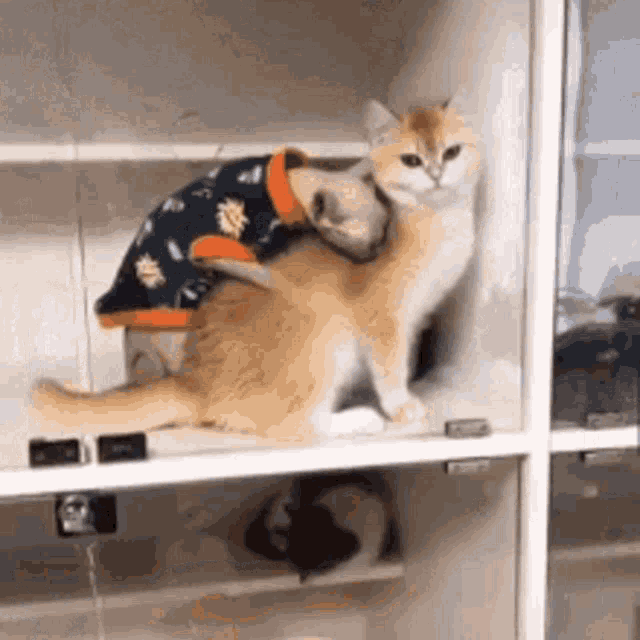 two cats are sitting on top of each other on a shelf wearing sweaters .