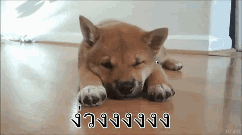 a shiba inu puppy is sleeping on the floor with his eyes closed .
