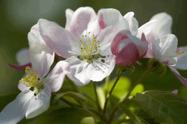 a close up of a white flower with a yellow center