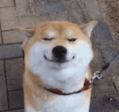 a shiba inu dog is smiling with its eyes closed while wearing a red collar .