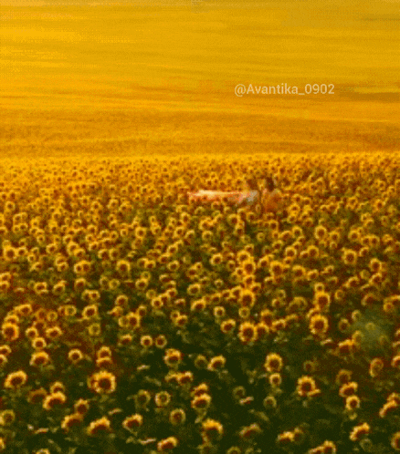 a picture of a field of sunflowers has the hashtag avantika_0902