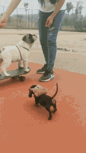 Dog Skate Boarding GIF - Dog Skate Boarding Cute GIFs