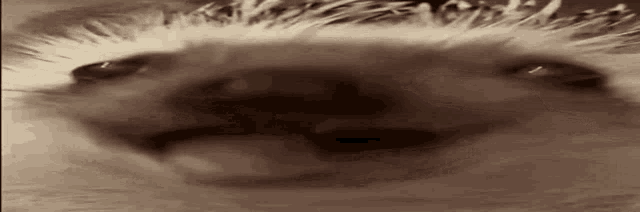 a close up of a hedgehog 's face with a smile on it 's face .