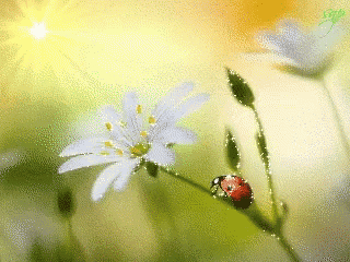 a ladybug is sitting on a white flower with the sun shining in the background