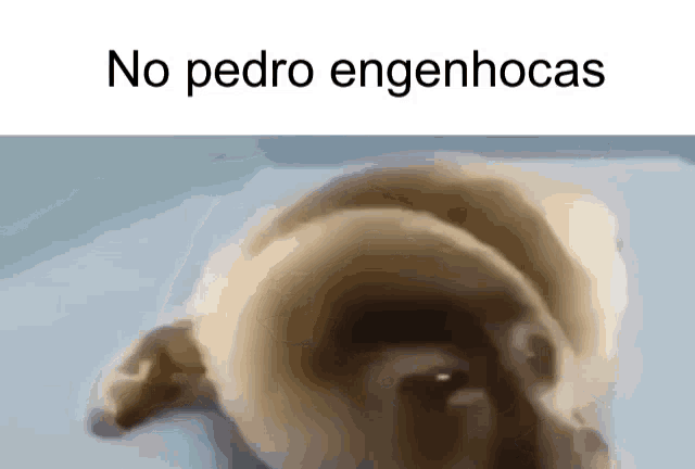 a close up of a dog 's face with the words `` no pedro engenhocas '' written on the bottom .