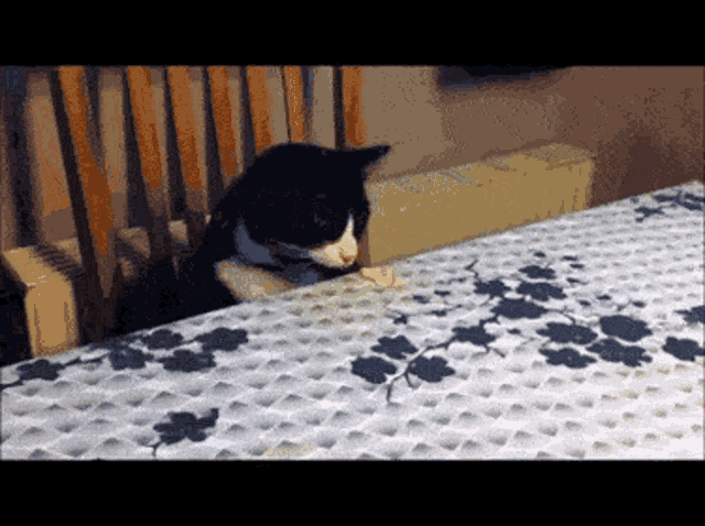 a black and white cat sits on a table with a floral tablecloth