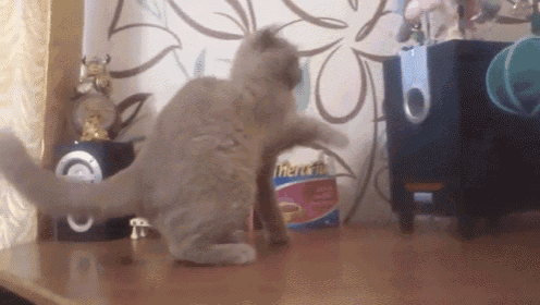 a cat standing in front of a box of theresa