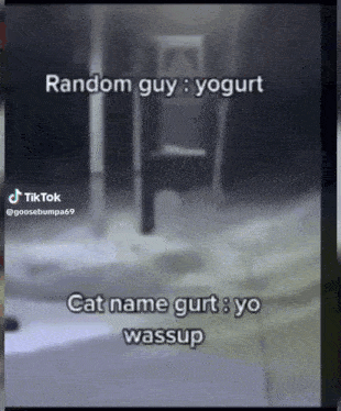 Cat Named Gurt GIF - Cat Named Gurt GIFs