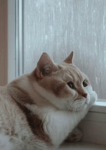 Sad Cat Looks Out Window GIF - Sad Cat Looks Out Window GIFs