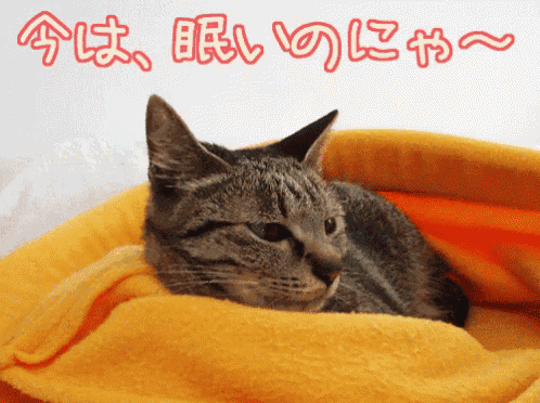 a cat wrapped in a yellow blanket with chinese writing on the bottom