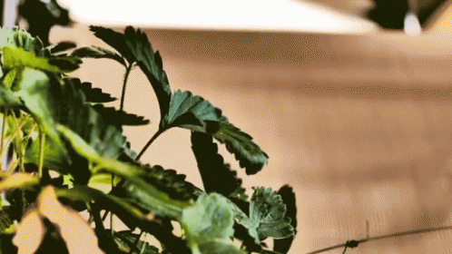 Strawberry Plant GIF - Strawberry Plant Movement GIFs