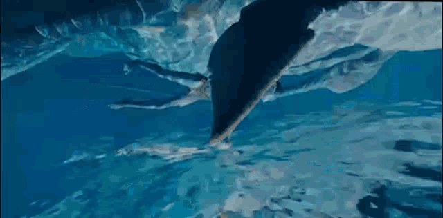 a woman is swimming in a pool with a dolphin in the background .