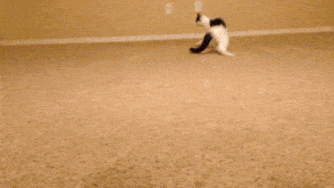 Sylar The Cat Black And White GIF - Sylar The Cat Black And White Sassy Cat GIFs