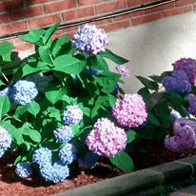 a bush with purple and blue flowers in front of a brick wall .