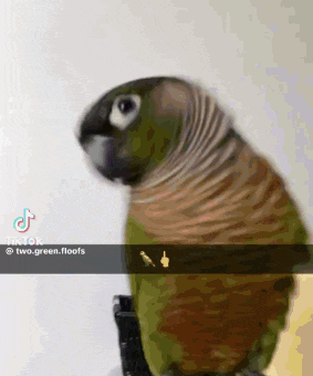 a green and brown parrot is sitting on a black item .