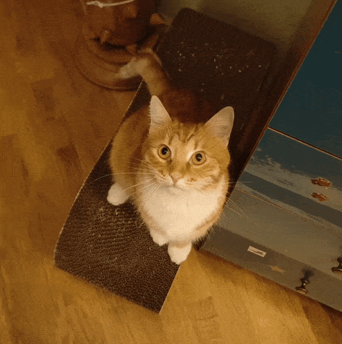 an orange and white cat is sitting on a cardboard box