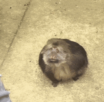 a monkey sitting on a sidewalk looking up at the camera