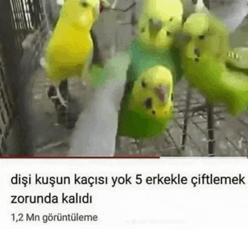 a bunch of birds are sitting in a cage with a caption that says 1,2 mn