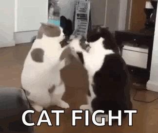 Cat Fight GIF - Cat Fight Funnyanimals GIFs
