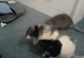 Rats Fight GIF - Rats Fight GIFs