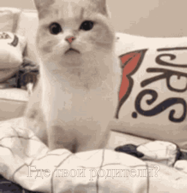a white cat is sitting on a bed next to a pillow that says " where are your parents "