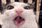 a close up of a cat 's face with its mouth open and its tongue sticking out .