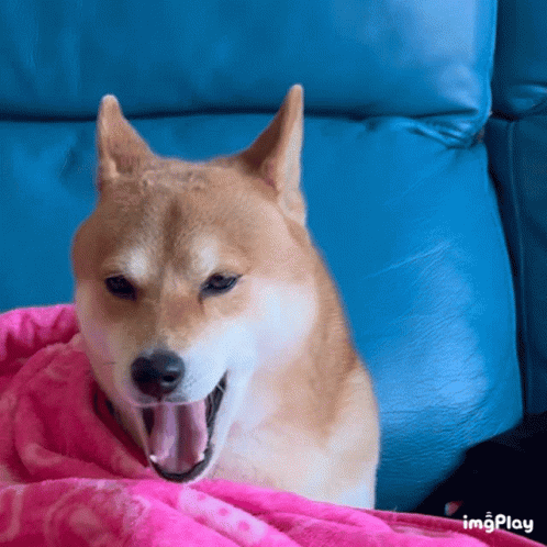 Shiba Inu GIF - Shiba Inu Yawning GIFs