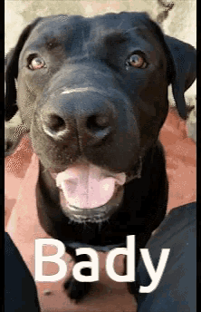 a black dog with its tongue hanging out and the word bady written below it