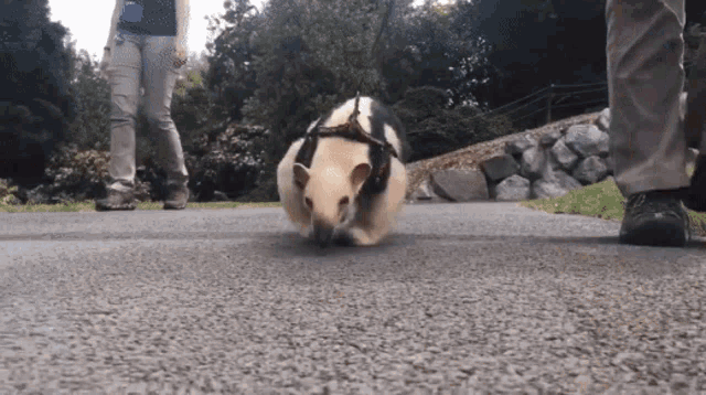 a person is walking a small animal on a leash down a road