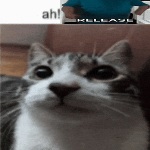 a close up of a cat 's face next to a man 's face and the word release