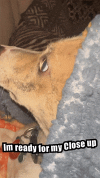 a dog laying on a blanket with the words i 'm ready for my close up