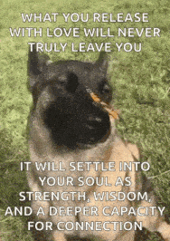 a dog with a stick in its nose is sitting in the grass with a quote on it .