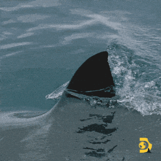 a picture of a shark 's fin in the water with a yellow g on the bottom