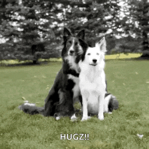 two dogs are hugging each other in a field .