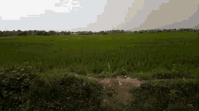 a large green field with a dirt path in the middle