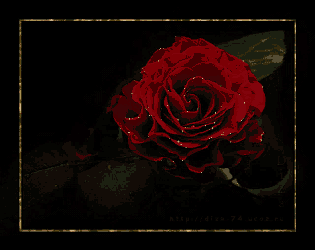 a close up of a red rose on a black background with the words http://diza-74.ucoz.ru at the bottom