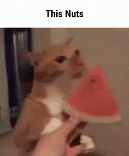 This Nuts Watermelon Cat GIF